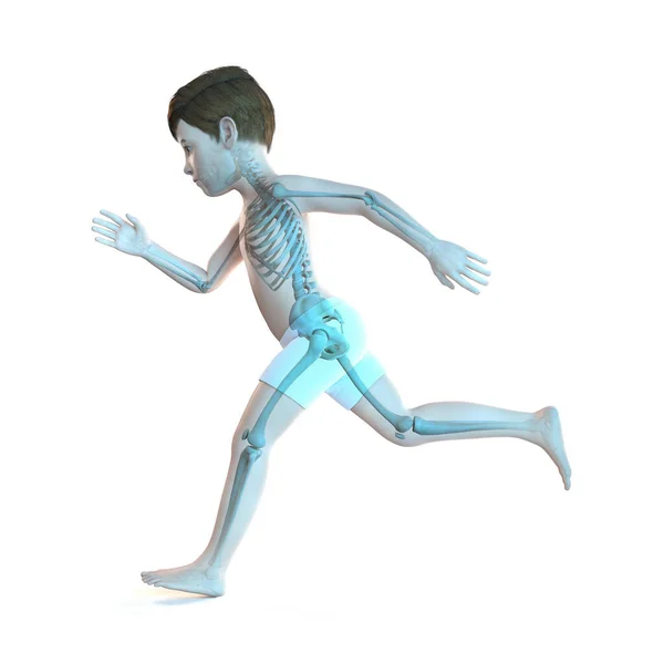 男童骨骼系统的图解 — 图库照片
