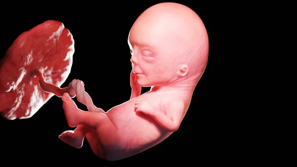 人类胎儿第12周 — 图库照片