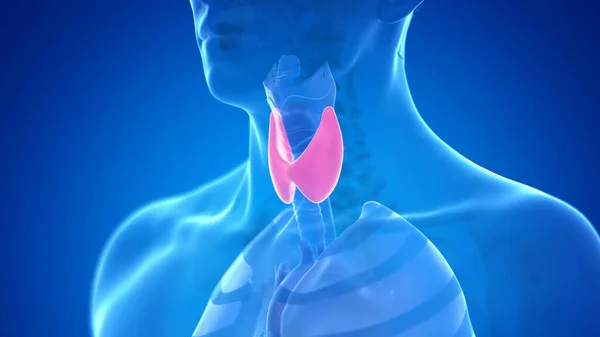 Human Thyroid Gland Illustration — Stock Photo, Image