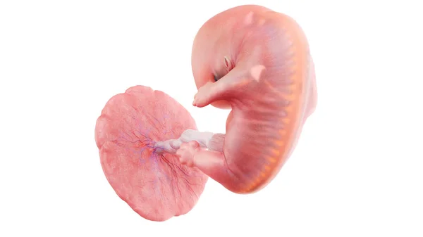 Embrione Umano Alla Settimana Illustrazione — Foto Stock