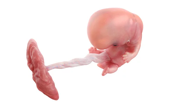 8週目のヒト胚図 — ストック写真