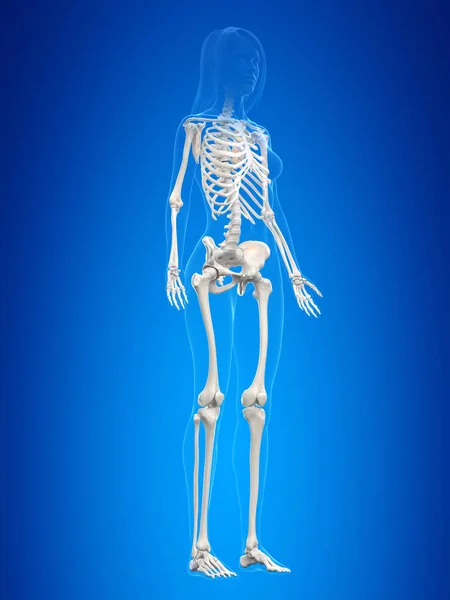 人体骨骼 概念说明 — 图库照片