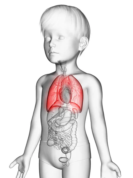 Ilustracja Płuc Chłopca — Zdjęcie stockowe
