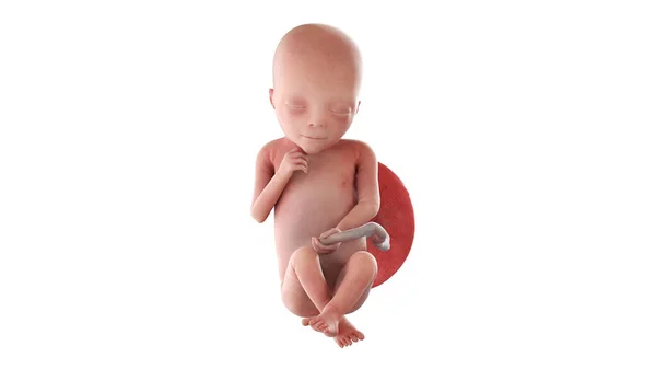 19週目の人間の胎児イラスト — ストック写真
