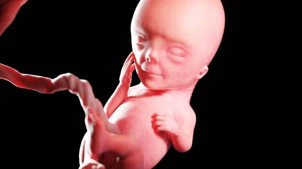 人类胎儿第12周 — 图库照片