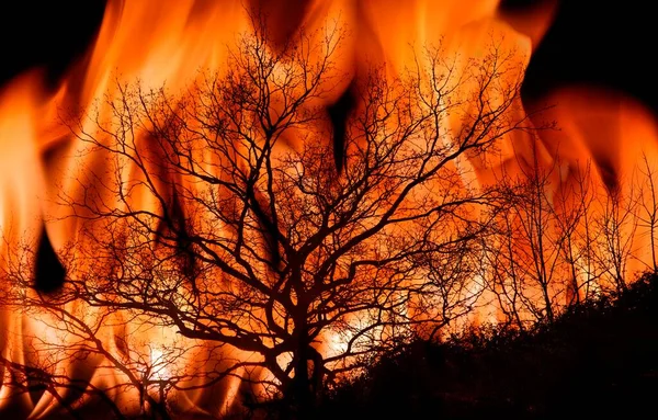木の燃焼 複合画像 — ストック写真
