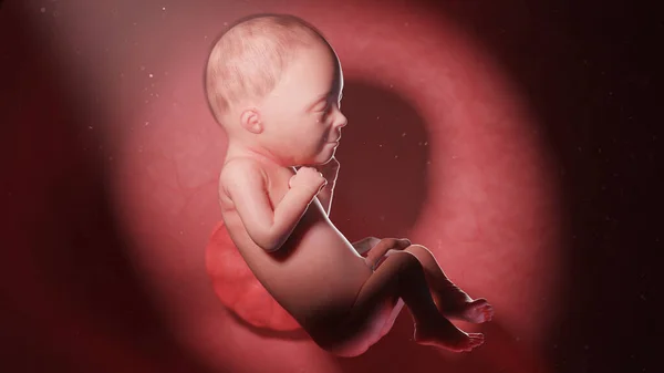 26週目の胎児図 — ストック写真
