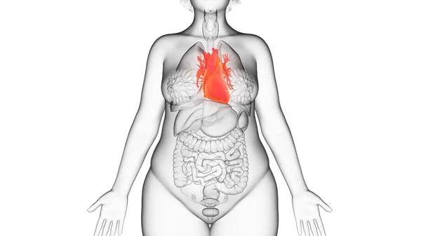 Obese Woman Heart Illustration — Stock Photo, Image