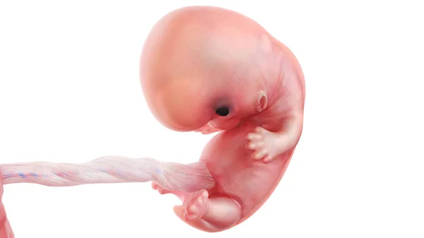 Embrião Humano Semana Ilustração — Fotografia de Stock