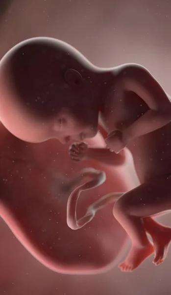Ανθρώπινο Έμβρυο Την 27Η Εβδομάδα Απεικόνιση — Φωτογραφία Αρχείου
