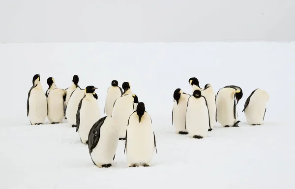 Császár Pingvinek Csoportja Aptenodytes Forsteri Ápolja Tollaikat — Stock Fotó