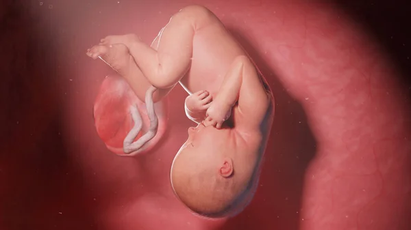 第35周的胎儿 — 图库照片