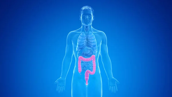 青い背景の人間の結腸 イラスト — ストック写真