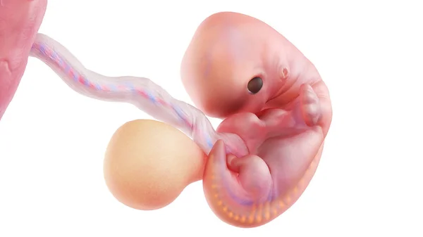 Эмбрион Человека Седьмой Неделе Иллюстрация — стоковое фото
