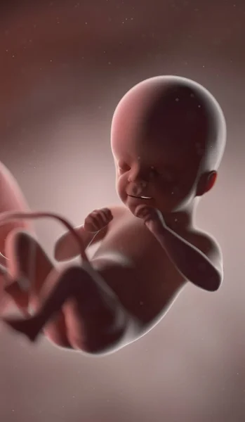 第21周的人类胎儿 — 图库照片