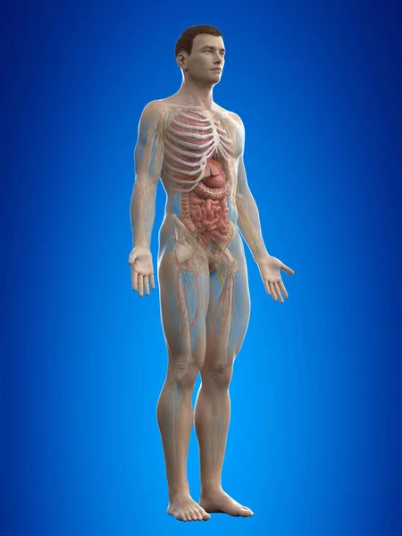 Анатомия Человека Синем Фоне Иллюстрация — стоковое фото