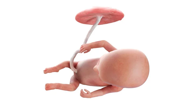 14週目の人間の胎児イラスト — ストック写真