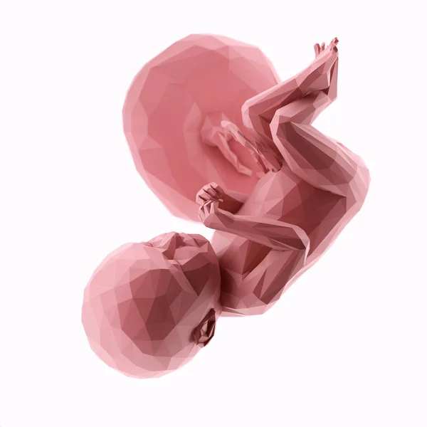 第39周的胎儿 摘要说明 — 图库照片