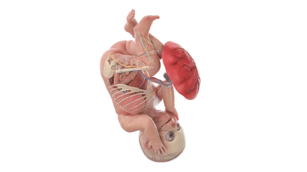 Anatomia Feto Humano Semana Ilustração — Fotografia de Stock