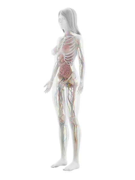 Anatomía Humana Sobre Fondo Blanco Ilustración — Foto de Stock