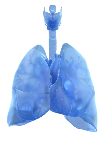 Płuco Białym Tle Ilustracja — Zdjęcie stockowe