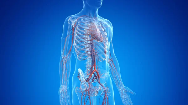 Vascular System Blue Background Illustration — Stock Photo, Image