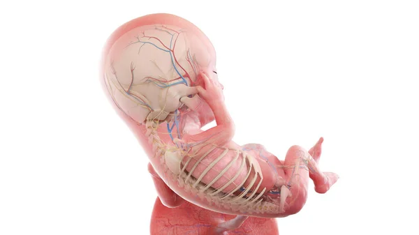 13週目の人間の胎児の解剖図 — ストック写真