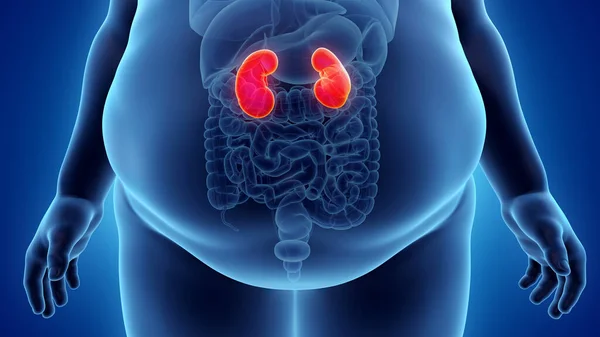 Obese Man Kidneys Illustration — Stock Photo, Image