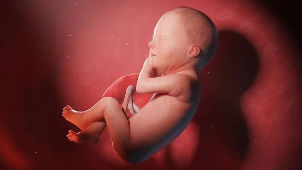 第29周的胎儿 — 图库照片