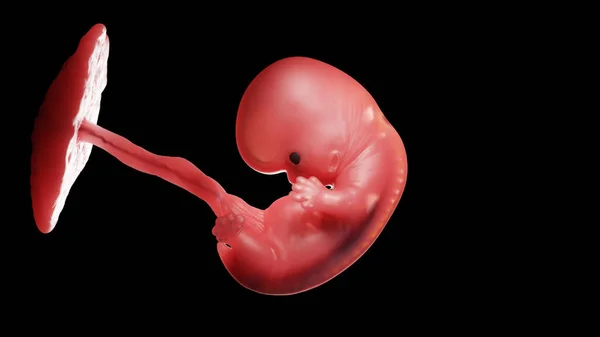 Embrión Semana Ilustración —  Fotos de Stock
