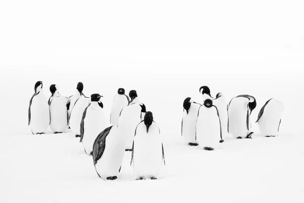 Grupo Pinguins Imperador Aptenodytes Forsteri Preparando Suas Penas — Fotografia de Stock