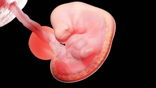 Эмбрион Шестой Неделе Иллюстрация — стоковое фото