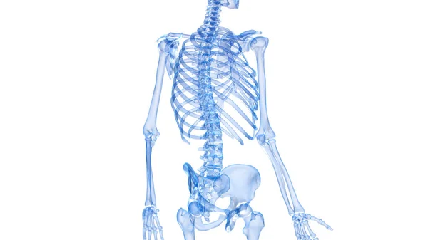 Skelet Terug Witte Achtergrond Illustratie — Stockfoto