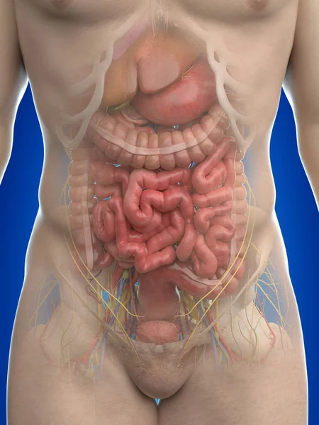 Lidská Anatomie Modrém Pozadí Ilustrace — Stock fotografie