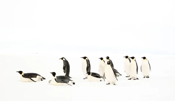 Група Імператорських Пінгвінів Aptenodytes Forsteri — стокове фото