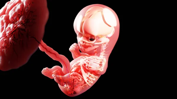 第10周的胎儿 — 图库照片