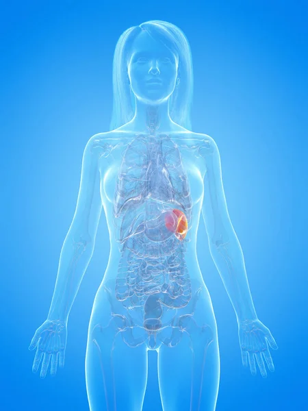 青い背景に人間の脾臓 イラスト — ストック写真