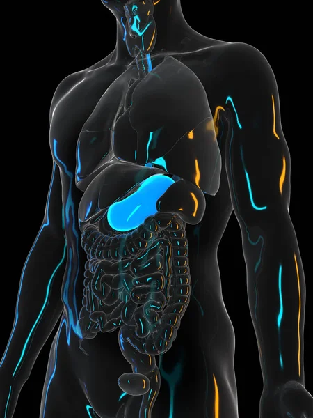 黒を背景にした人間の胃 イラスト — ストック写真
