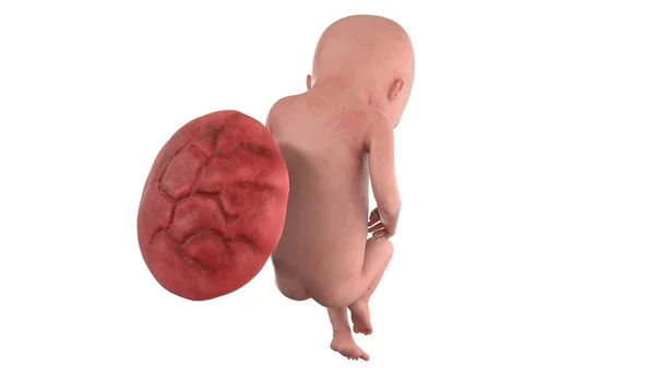 17週目の人間の胎児イラスト — ストック写真