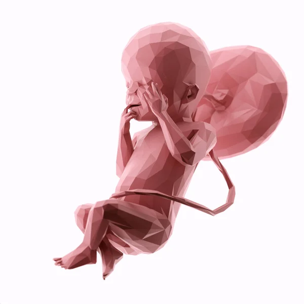 Płód Ludzki Tygodniu Ilustracja Abstrakcyjna — Zdjęcie stockowe