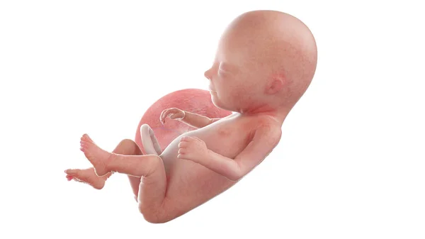 Ανθρώπινο Έμβρυο Την 14Η Εβδομάδα Απεικόνιση — Φωτογραφία Αρχείου