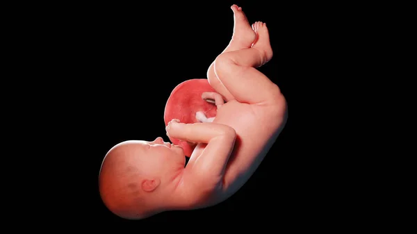 38週目の胎児図 — ストック写真