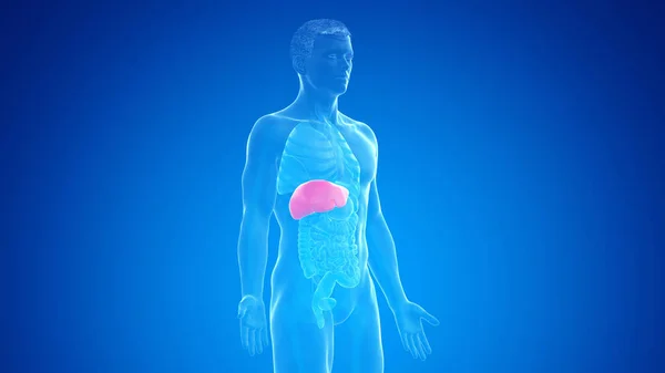 Hígado Humano Sobre Fondo Azul Ilustración — Foto de Stock