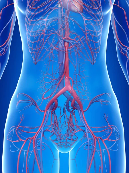 Sistema Vascular Humano Ilustração — Fotografia de Stock