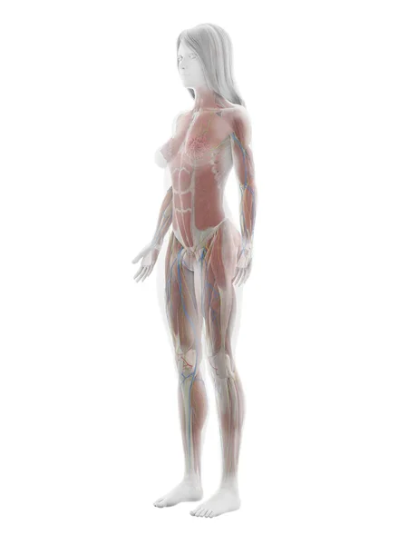 Human Muscles White Background Illustration — Stock Photo, Image