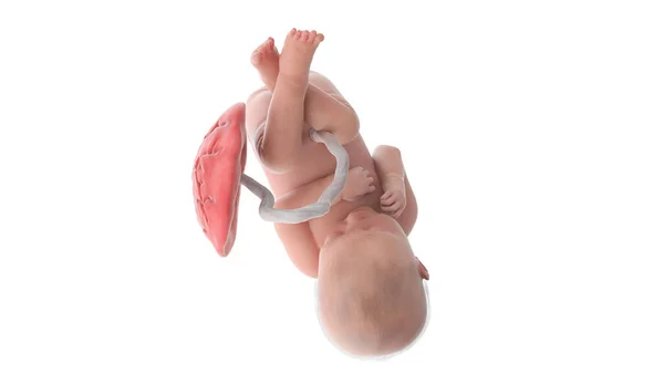 Foetus Manusia Pada Minggu Ilustrasi — Stok Foto