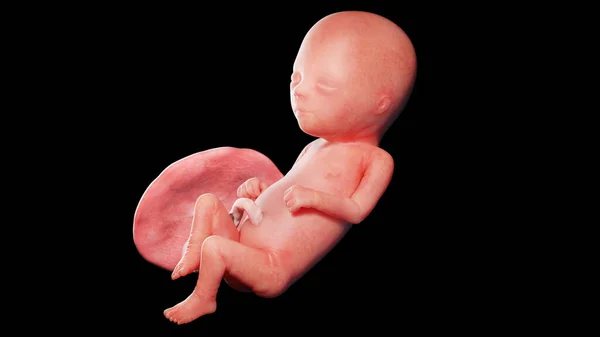16週目の胎児図 — ストック写真