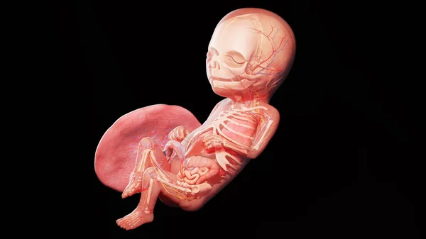 16周时的胎儿 — 图库照片