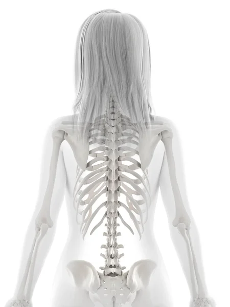 Human Skeleton White Background Illustration — Stock Photo, Image