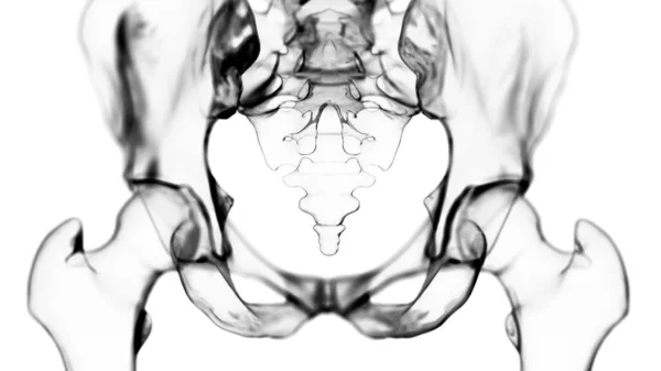 Tulang Pinggul Pada Latar Belakang Putih Ilustrasi — Stok Foto